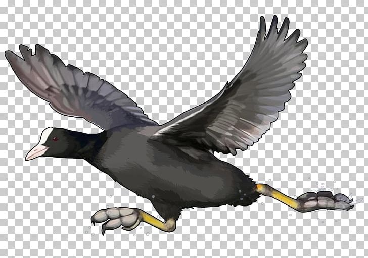 Duck Fauna Wildlife Feather Beak PNG, Clipart, Animals, Beak, Bird, Duck, Ducks Geese And Swans Free PNG Download