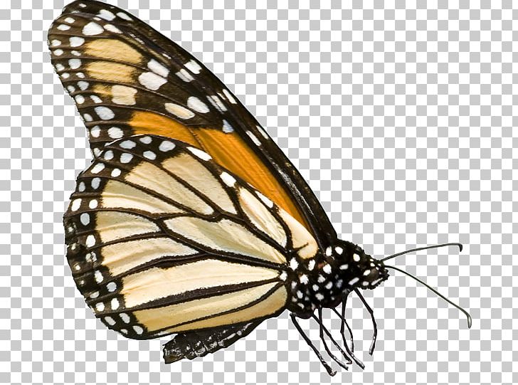 Monarch Butterfly Pieridae Moth Alabama PNG, Clipart, Alabama, Arthropod, Brush Footed Butterfly, Butterflies And Moths, Butterfly Free PNG Download