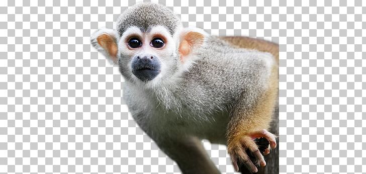 Monkey PNG, Clipart, Monkey Free PNG Download