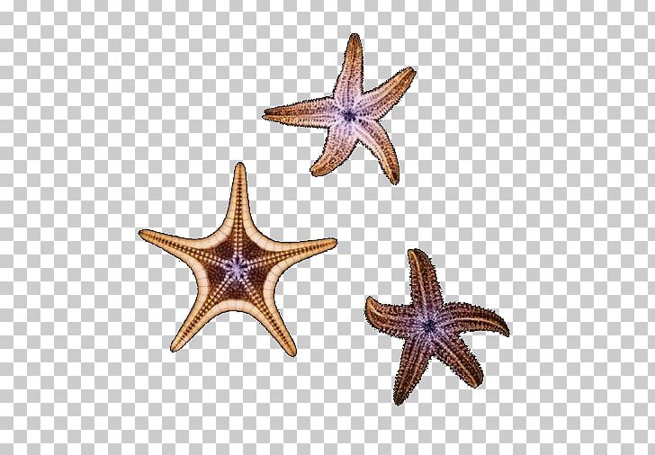 Starfish Drawing Animation PNG, Clipart, Animals, Animation, Balloon Cartoon, Boy Cartoon, Cartoon Free PNG Download