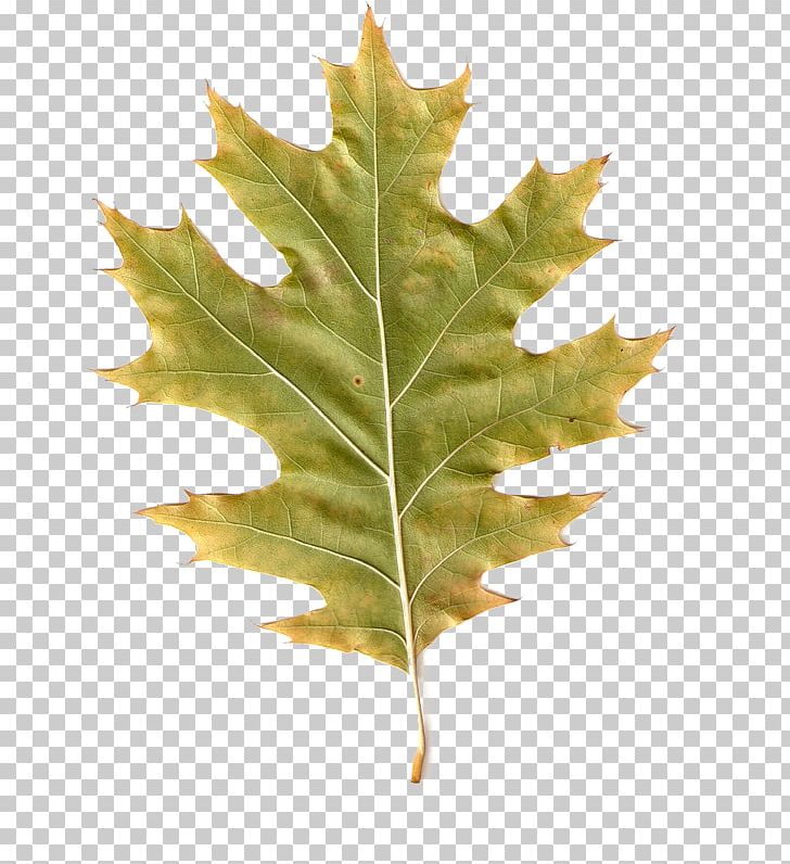 Autumn Leaves Maple Leaf PhotoScape PNG, Clipart, Autumn, Autumn Leaves, Blog, Gimp, Leaf Free PNG Download