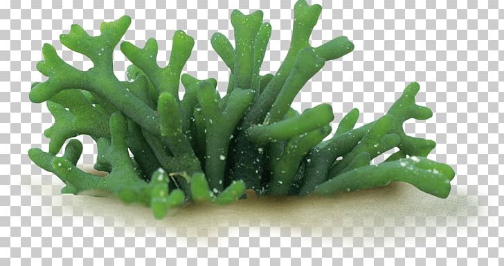 Codium Fragile Algae Seaweed Spirulina PNG, Clipart, Algae, Chlorella, Codium, Codium Fragile, Coral Free PNG Download