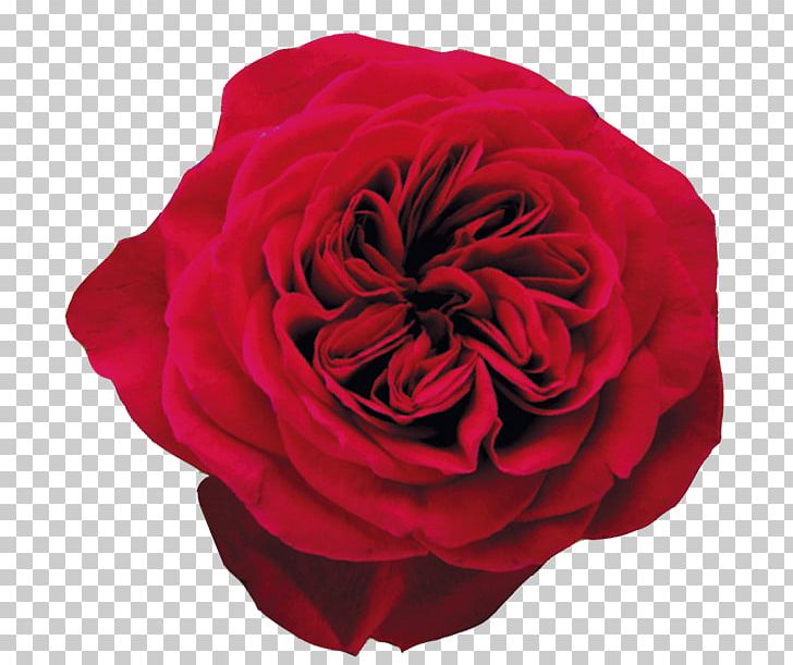 Garden Roses Cabbage Rose Floribunda Flower PNG, Clipart, Black Baccara, Cut Flowers, David Ch Austin, Delicatessen, English Roses Free PNG Download