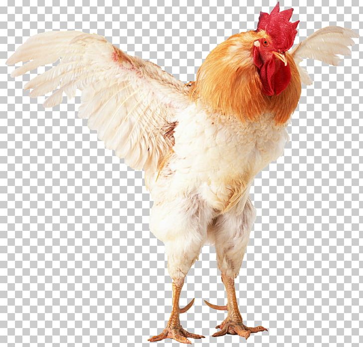 Japanese Bantam Brahma Chicken Rooster Common Quail Chicken Coop PNG, Clipart, Animals, Beak, Bird, Brahma Chicken, Chicken Free PNG Download