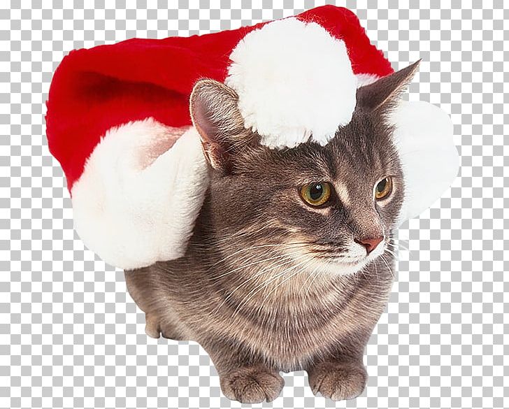 Cat Kitten Whiskers Christmas PNG, Clipart, Animal, Animals, Animaux, Cat Like Mammal, Christmas Ornament Free PNG Download