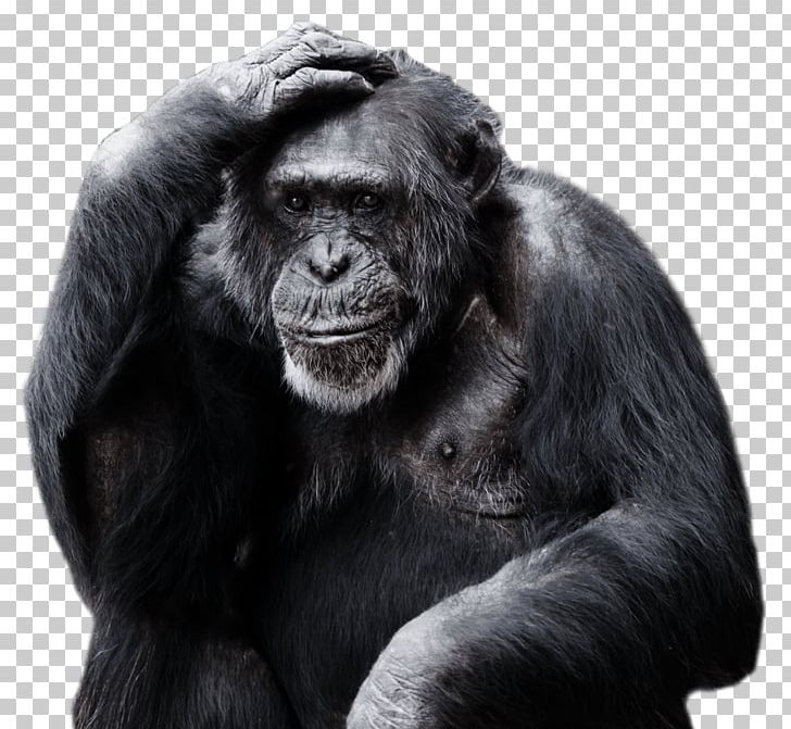 Primate Gorilla Orangutan Common Chimpanzee Portable Network Graphics PNG, Clipart, Animal, Animals, Ape, Black And White, Chimpanzee Free PNG Download