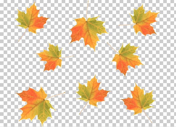Autumn HTML Desktop Leaf PNG, Clipart, Autumn, Autumn Leaf Color, Autumn Leaves, Branch, Cascading Style Sheets Free PNG Download