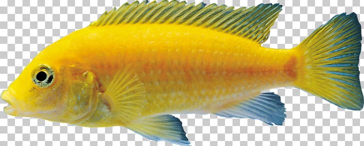 Goldfish Tilapia Aquarium PNG, Clipart, Animals, Bony Fish, Fauna, Feeder Fish, Fin Free PNG Download