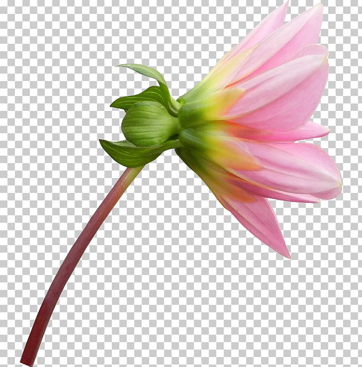 Hippeastrum Dahlia Cut Flowers PNG, Clipart, Amaryllis Belladonna, Diary, Flower, Flowering Plant, Herbaceous Plant Free PNG Download