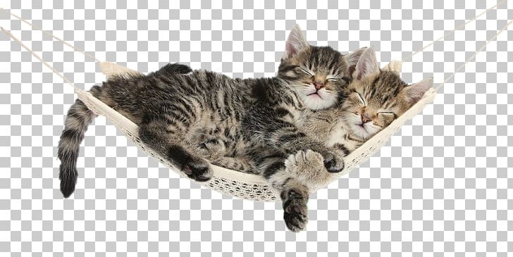Kitten AllPosters.com Maine Coon Turkish Van Tabby Cat PNG, Clipart, Allposterscom, American Shorthair, Animals, Carnivoran, Cat Like Mammal Free PNG Download