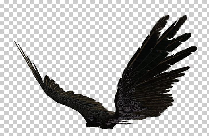Wing Photography PNG, Clipart, Angel, Angel Wing, Beak, Bird Of Prey, Black Free PNG Download