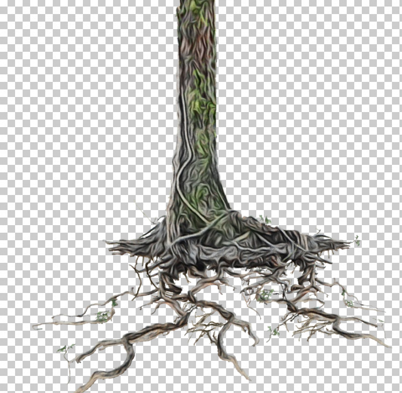 Plant Stem Twig Tree Plant Root PNG, Clipart, Biology, Paint, Plant, Plant Stem, Plant Structure Free PNG Download