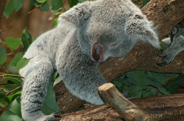 Australia Koala Bear Wombat PNG, Clipart, Animal, Animals, Australia, Bear, Cuteness Free PNG Download