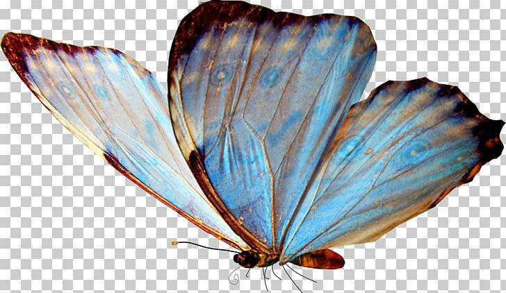 Butterfly Insect PNG, Clipart, Arthropod, Brush Footed Butterfly, Butterflies And Moths, Butterfly, Computer Icons Free PNG Download