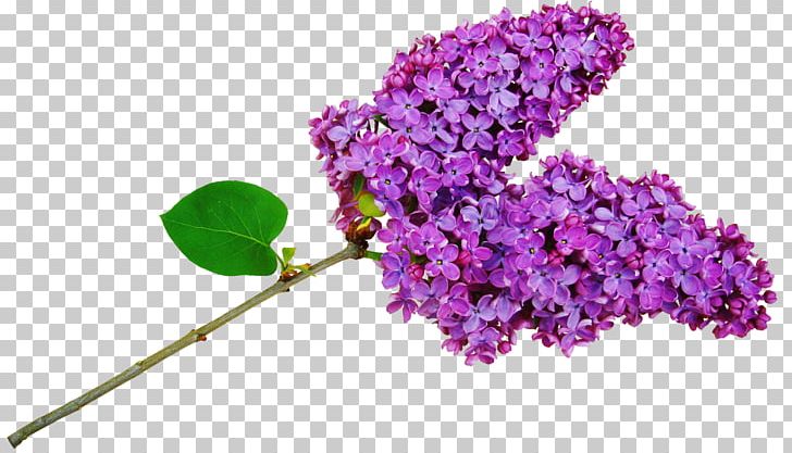 Lavender Photography PNG, Clipart, Branch, Computer Icons, Cut Flowers, Download, Flower Free PNG Download