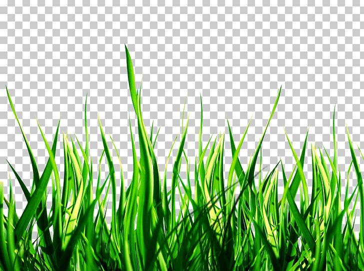 Nature PNG, Clipart, Animal, Artificial Turf, Bath Bomb, Beach, Bestoftheday Free PNG Download