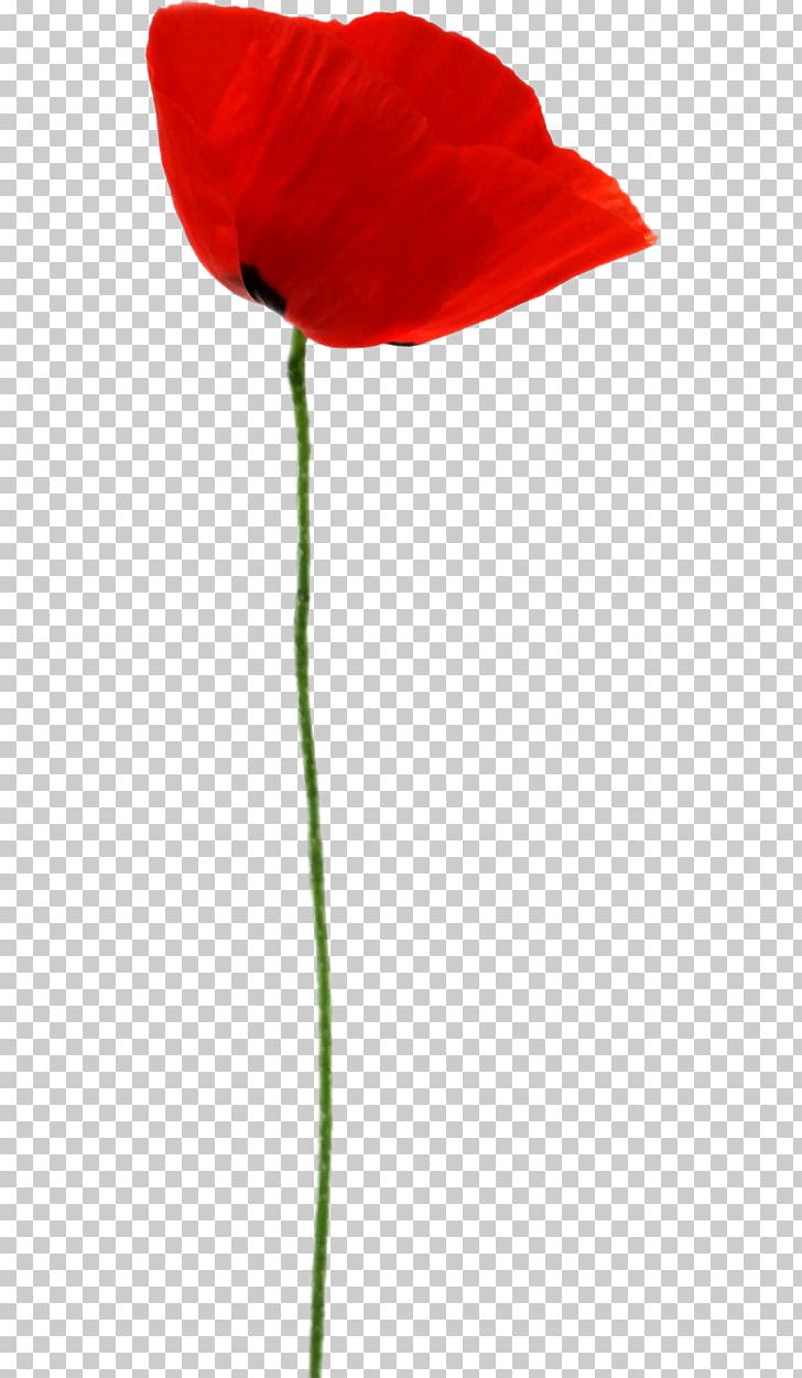 Opium Poppy Vase With Red Poppies Flower PNG, Clipart, Coquelicot, Cut Flowers, Flower, Flowering Plant, Gelincik Free PNG Download