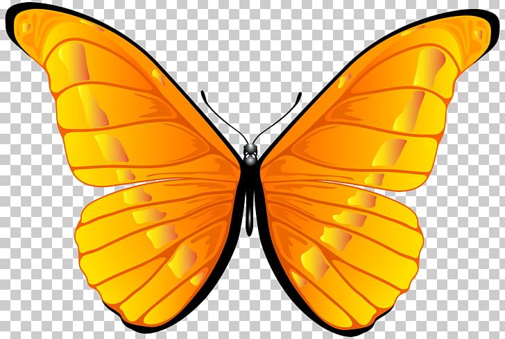 Butterfly Orange PNG, Clipart, Art, Blog, Brush Footed Butterfly, Butterflies, Butterfly Free PNG Download