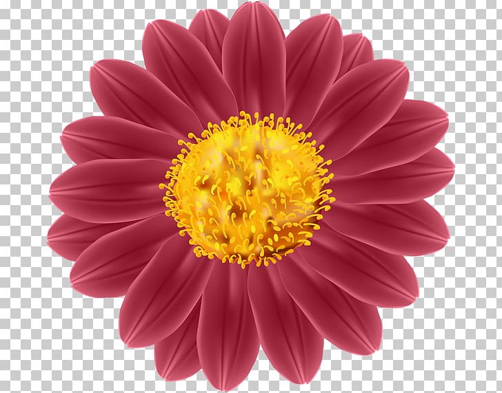 Transvaal Daisy PNG, Clipart, Annual Plant, Aster, Chrysanths, Computer Icons, Cut Flowers Free PNG Download