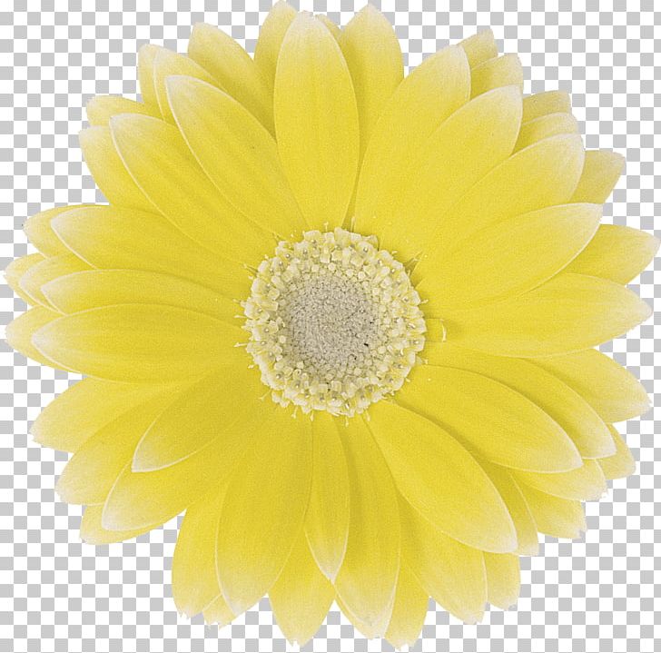 Art Transvaal Daisy Chrysanthemum Cut Flowers PNG, Clipart, Art, Artist, Chrysanthemum, Chrysanths, Community Free PNG Download