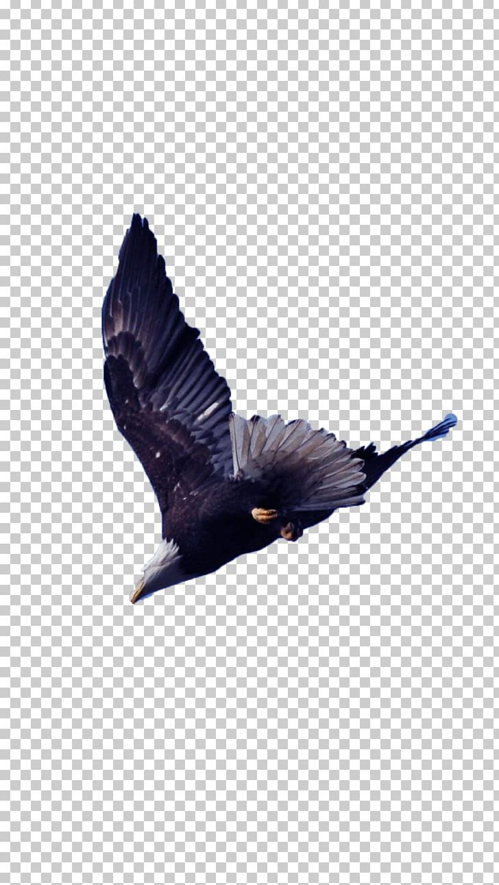 Bird Aspect Ratio Wing PNG, Clipart, 4k Resolution, 720p, Animals, Aspect Ratio, Beak Free PNG Download