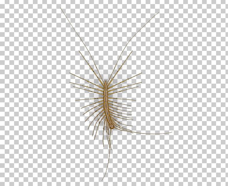 Insect Centipedes House Centipede Ecology Biohistory PNG, Clipart, Animals, Bug, Centipedes, Ecology, Fight Back Free PNG Download