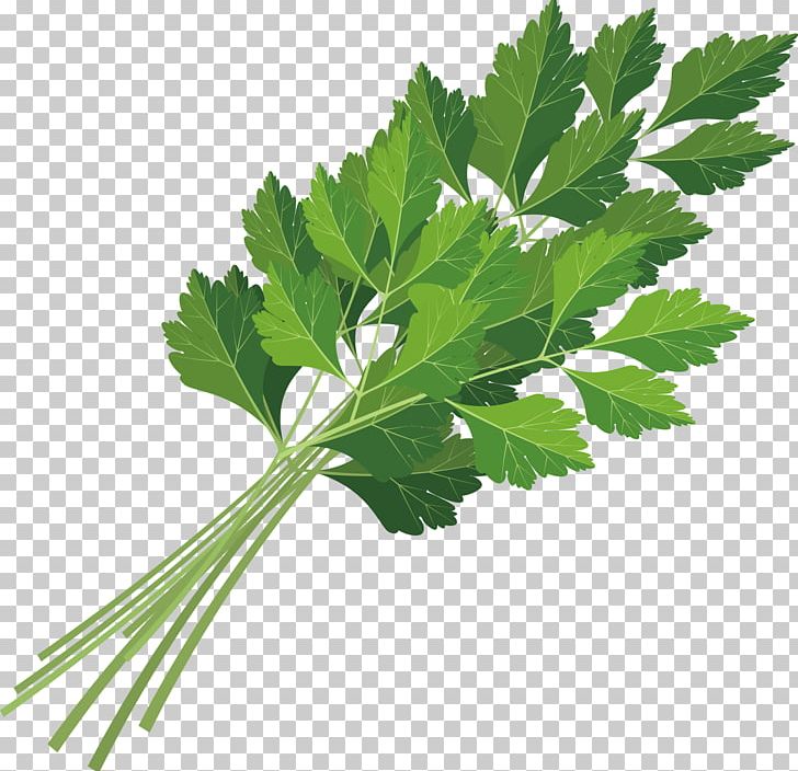 Parsley Coriander Leaf Celery Icon PNG, Clipart, Art, Celery, Christmas Decoration, Coriander Vector, Decor Free PNG Download
