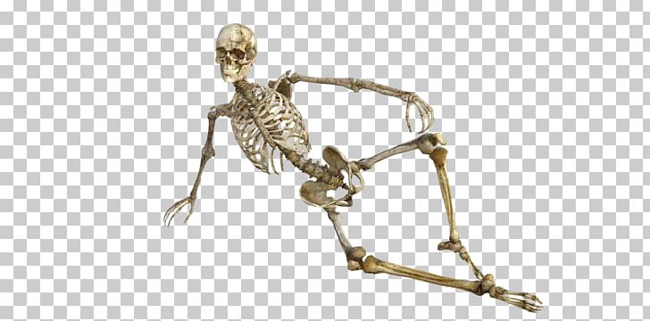 Bone Human Skeleton Osteoporosis Human Body PNG, Clipart, Anatomy, Body, Bone, Border Frame, Christmas Frame Free PNG Download