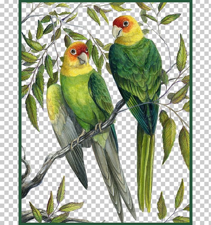 Eastern United States Carolina Parakeet Parrot The Birds Of America PNG, Clipart, Animals, Bird, Birds Of America, Branches, Color Free PNG Download