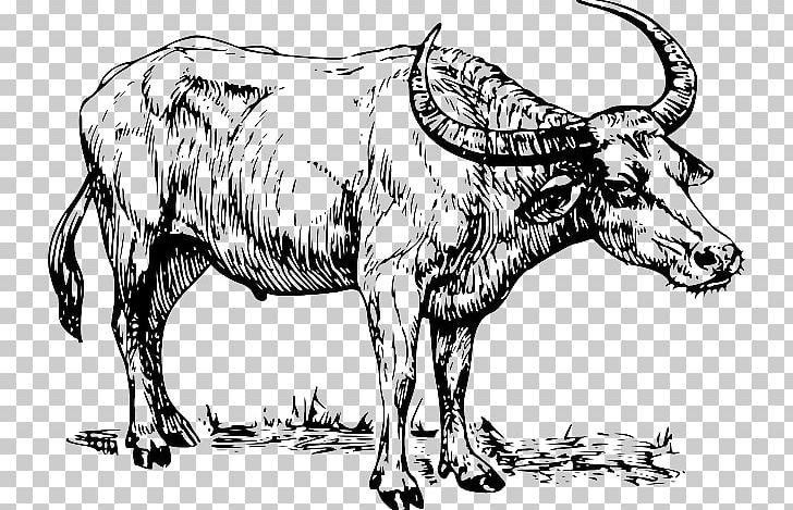 Water Buffalo Drawing PNG, Clipart, Animal Figure, Art, Buffalo, Cow Goat Family, Fauna Free PNG Download