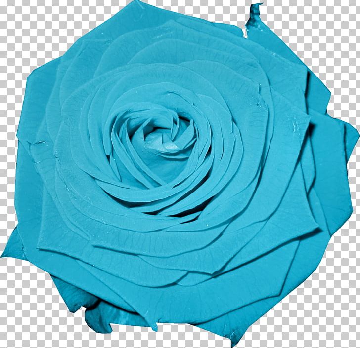 Garden Roses Flower PNG, Clipart, Aqua, Azure, Blue, Blue Rose, Cartoon Free PNG Download