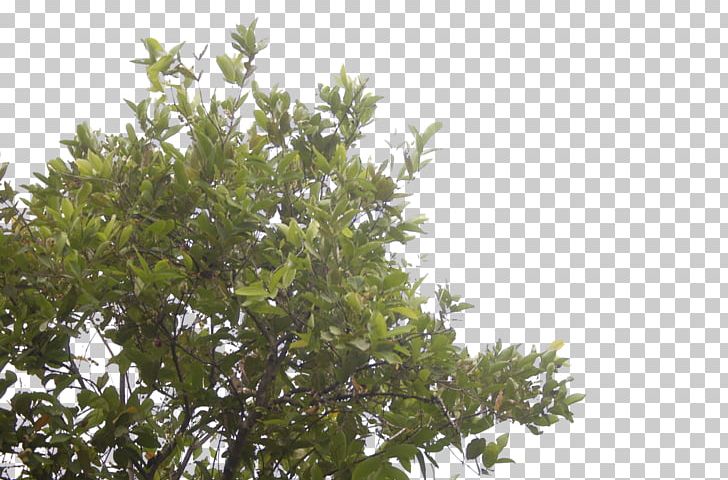 Shrub Leaf Sky Plc Branching PNG, Clipart, Branch, Branching, Evergreen, Leaf, Plant Free PNG Download