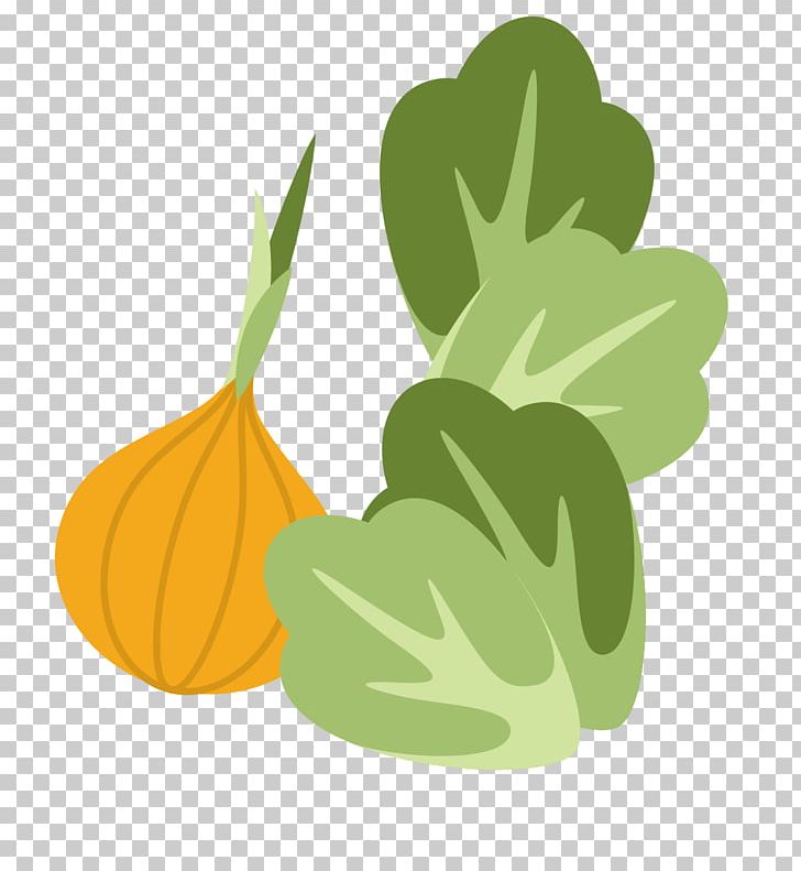 Cucurbita Napa Cabbage Vegetable Garlic PNG, Clipart, Adobe Illustrator, Cabbage, Cabbage Vector, Chinese Cabbage, Cucurbita Free PNG Download