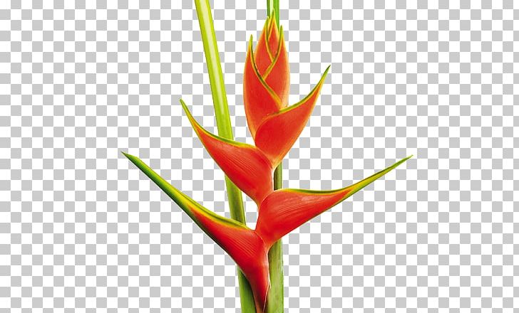 False Bird Of Paradise Heliconia Wagneriana Flower Heliconia Psittacorum Plant PNG, Clipart, Banana, Bananas, Bud, Cut Flowers, Deep Red Free PNG Download