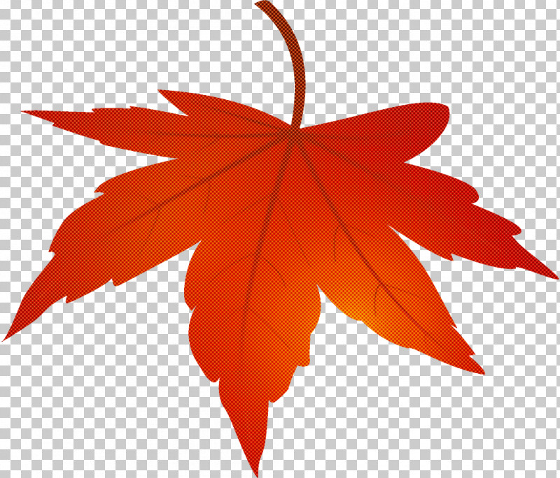 Maple Leaf Autumn Leaf Yellow Leaf PNG, Clipart, Autumn, Autumn Leaf, Black Maple, Deciduous, Flower Free PNG Download