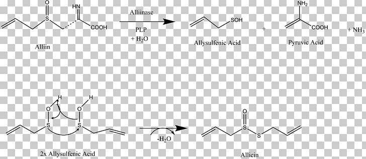 Allicin Garlic Alliinase Allioideae PNG, Clipart, Acid, Ajoene, Allicin, Alliin, Alliinase Free PNG Download