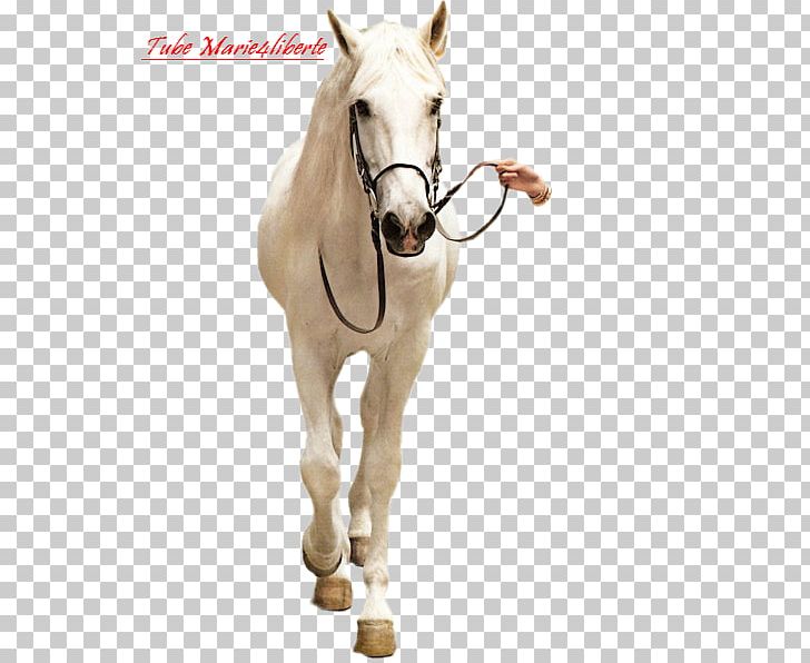 Halter Mustang Mare Stallion Horse Harnesses PNG, Clipart, Bridle, Cheval, Halter, Horse, Horse Harness Free PNG Download