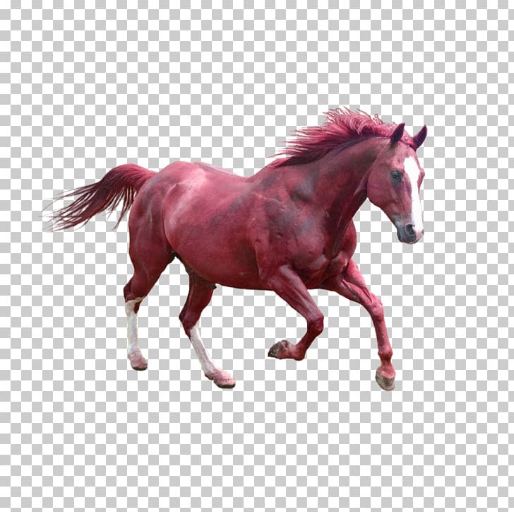 Horse Grooming Dog Pet PNG, Clipart, Adobe Shockwave, Aliexpress, Animals, Athlete Running, Athletics Running Free PNG Download