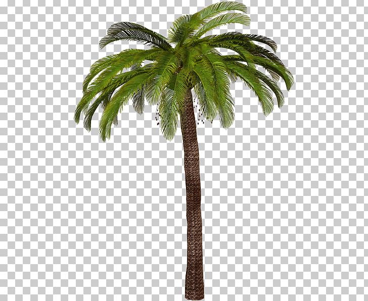 Arecaceae Tree PNG, Clipart, Arecales, Borassus Flabellifer, Coconut, Computer Icons, Date Palm Free PNG Download