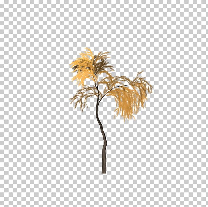 Asian Palmyra Palm Palm Trees Plant Stem Borassus PNG, Clipart, Arecales, Asian Palmyra Palm, Borassus, Borassus Flabellifer, Branch Free PNG Download