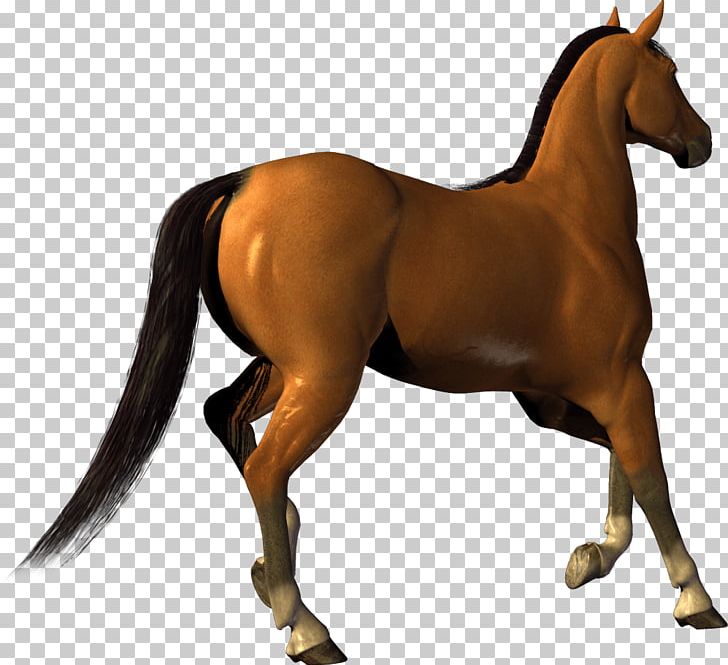 Horse PNG, Clipart, Animals, Bridle, Canter And Gallop, Catsofinstagram, Colt Free PNG Download