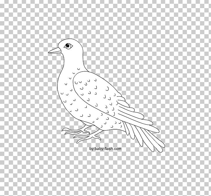 Sketch Beak Columbidae Illustration Fauna PNG, Clipart, Area, Art, Artwork, Beak, Bird Free PNG Download
