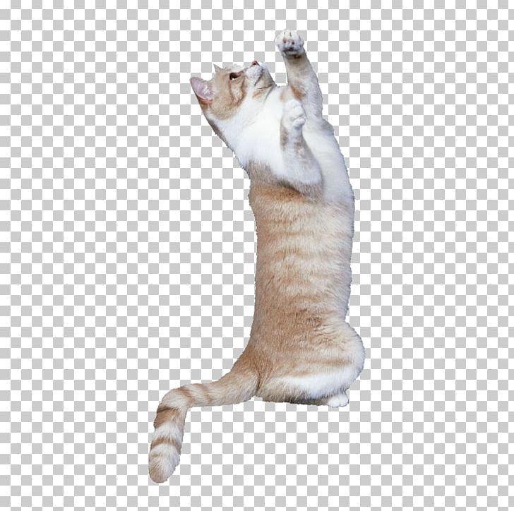 Cat Tree Kitten Dog Mouse PNG, Clipart, Animal, Animals, Carnivoran, Cat, Cat Ear Free PNG Download