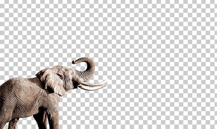 African Elephant Indian Elephant Nose PNG, Clipart, Animal, Animals, Baby Elephant, Cute Elephant, Download Free PNG Download