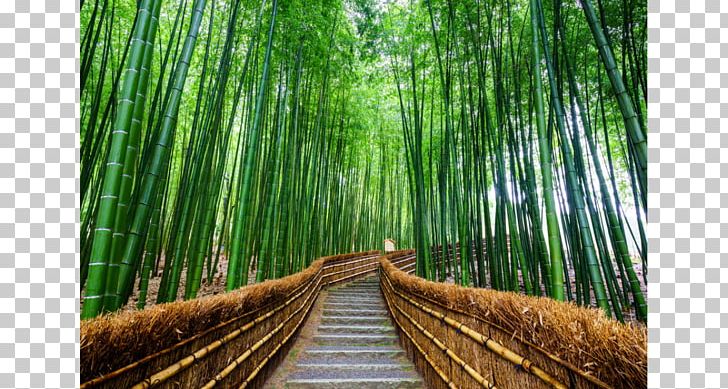 Arashiyama Bamboo Forest Stock Photography PNG, Clipart, Arashiyama, Bamboo, Bamboo Forest, Depositphotos, Forest Free PNG Download