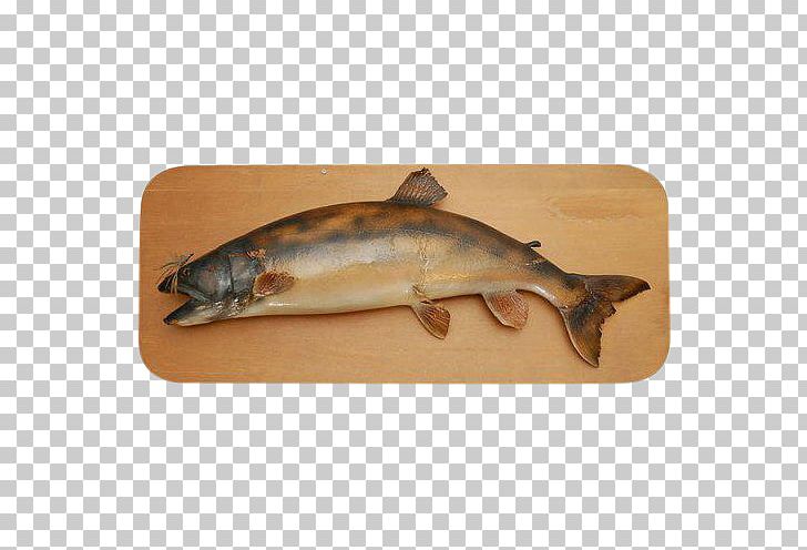 Salmon Fishing Trout PNG, Clipart, Art, Bony Fish, Catfish, Certificate, Decorative Arts Free PNG Download