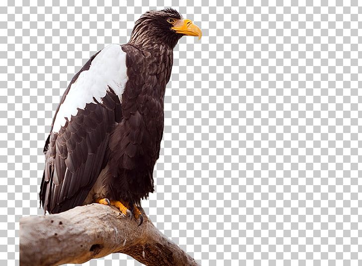 Bald Eagle Bird Steller's Sea Eagle White-tailed Eagle PNG, Clipart,  Free PNG Download