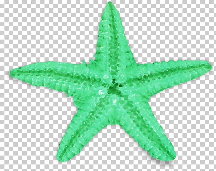 Common Starfish Green Sea Urchin PNG, Clipart, Animal, Animals, Common Starfish, Diadema Antillarum, Echinoderm Free PNG Download