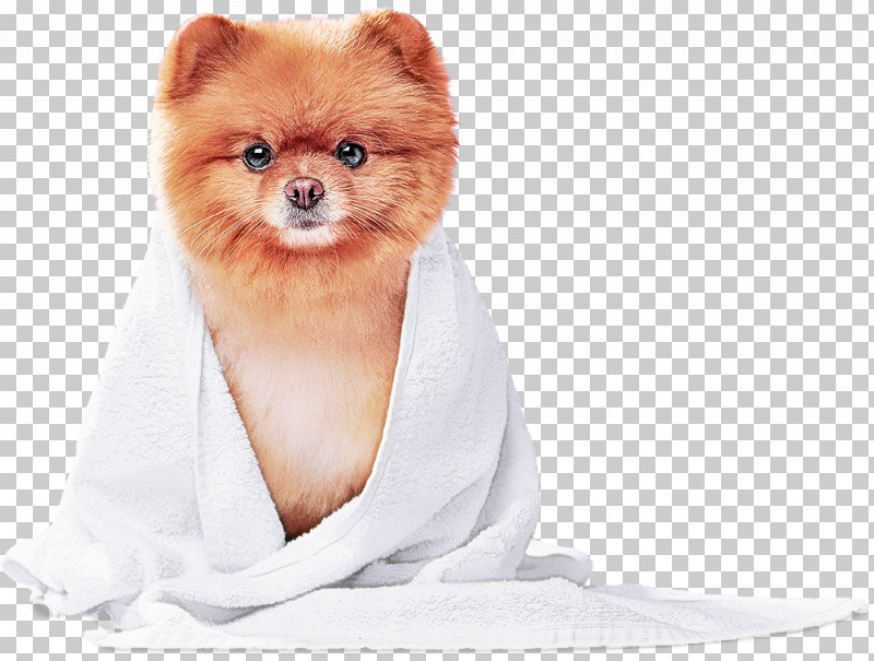 Pomeranian German Spitz Snout Companion Dog Fur PNG, Clipart, Breed, Companion Dog, Dog, Fur, German Spitz Free PNG Download