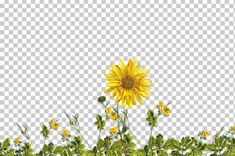 Sunflower PNG, Clipart, Chamomiles, Common Sunflower, Lawn, Paint, Roman Chamomile Free PNG Download